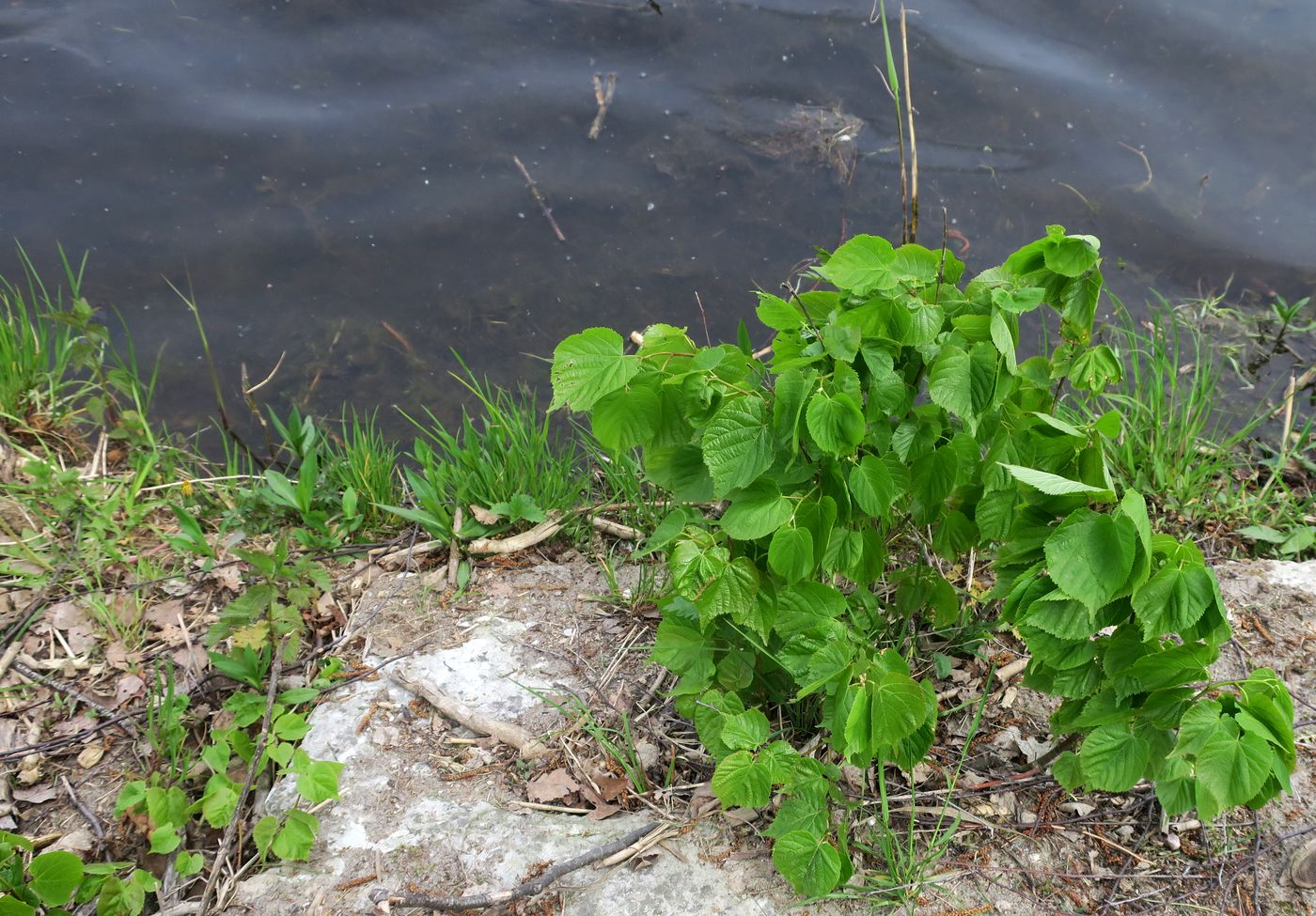 Image of Tilia cordata specimen.