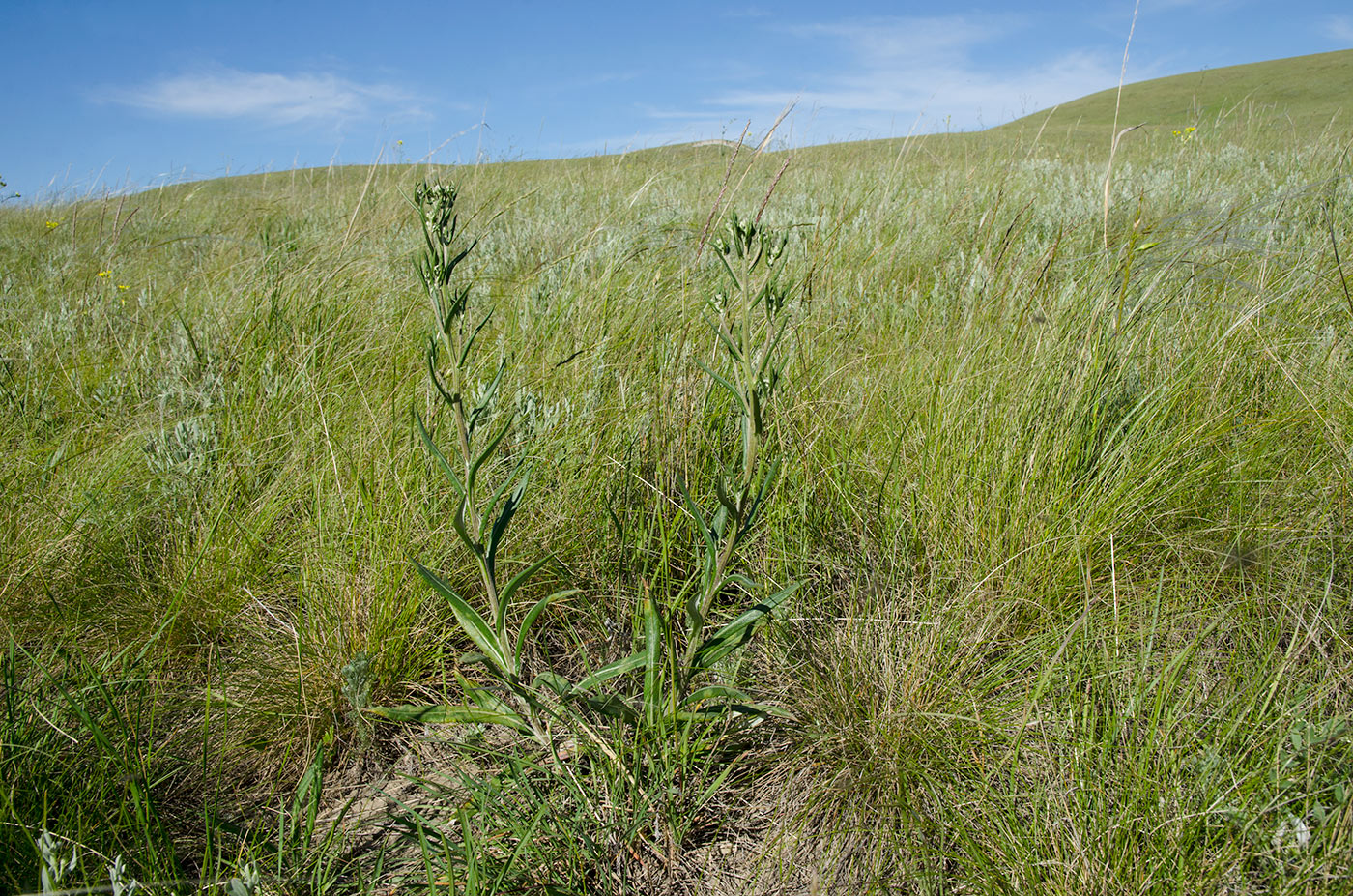 Image of Jurinea multiflora specimen.