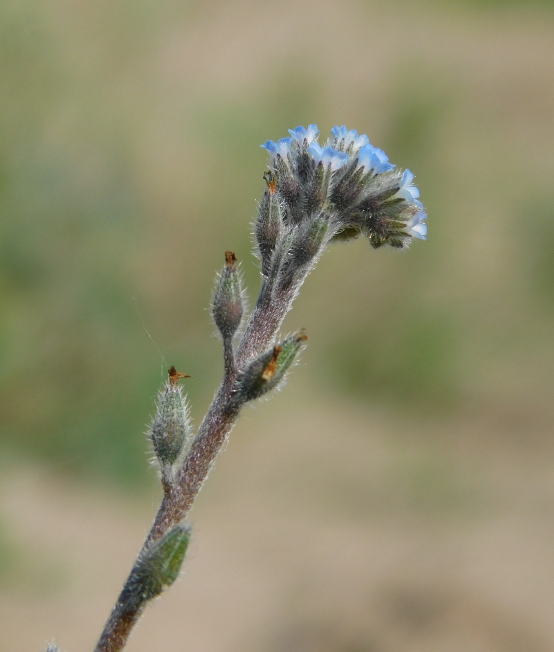 Image of Myosotis micrantha specimen.