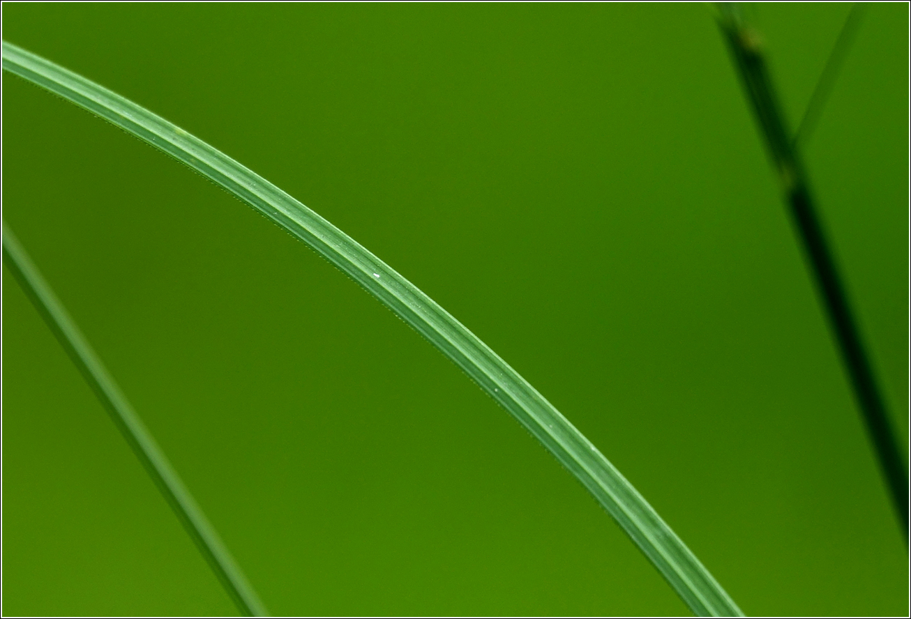 Image of Festuca rubra specimen.