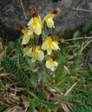 Pedicularis oederi