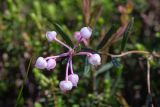 Andromeda polifolia. Верхушка цветущего растения. Мурманск, Октябрьский р-н, смешанный лес. 24.06.2025.