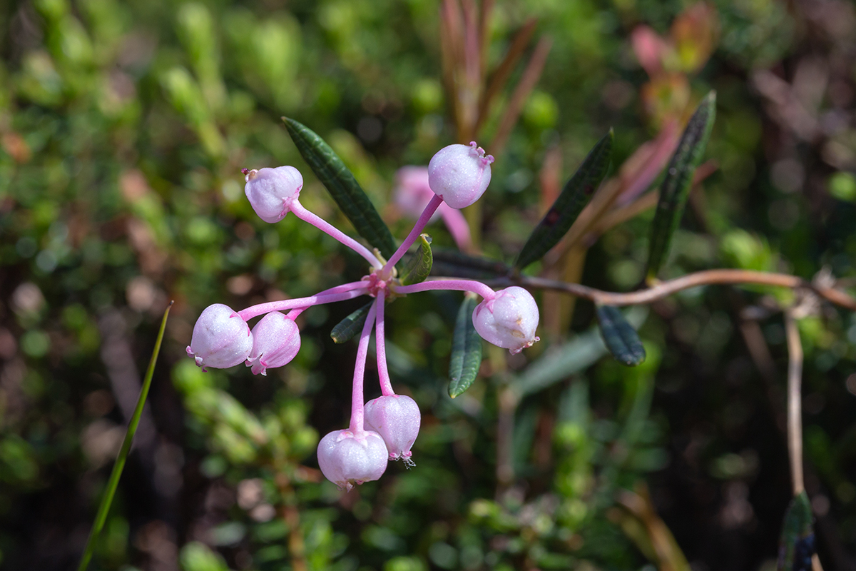 Image of Andromeda polifolia specimen.
