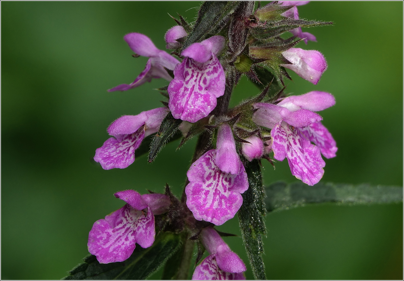 Image of Stachys palustris specimen.