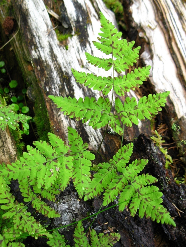 Изображение особи Gymnocarpium dryopteris.