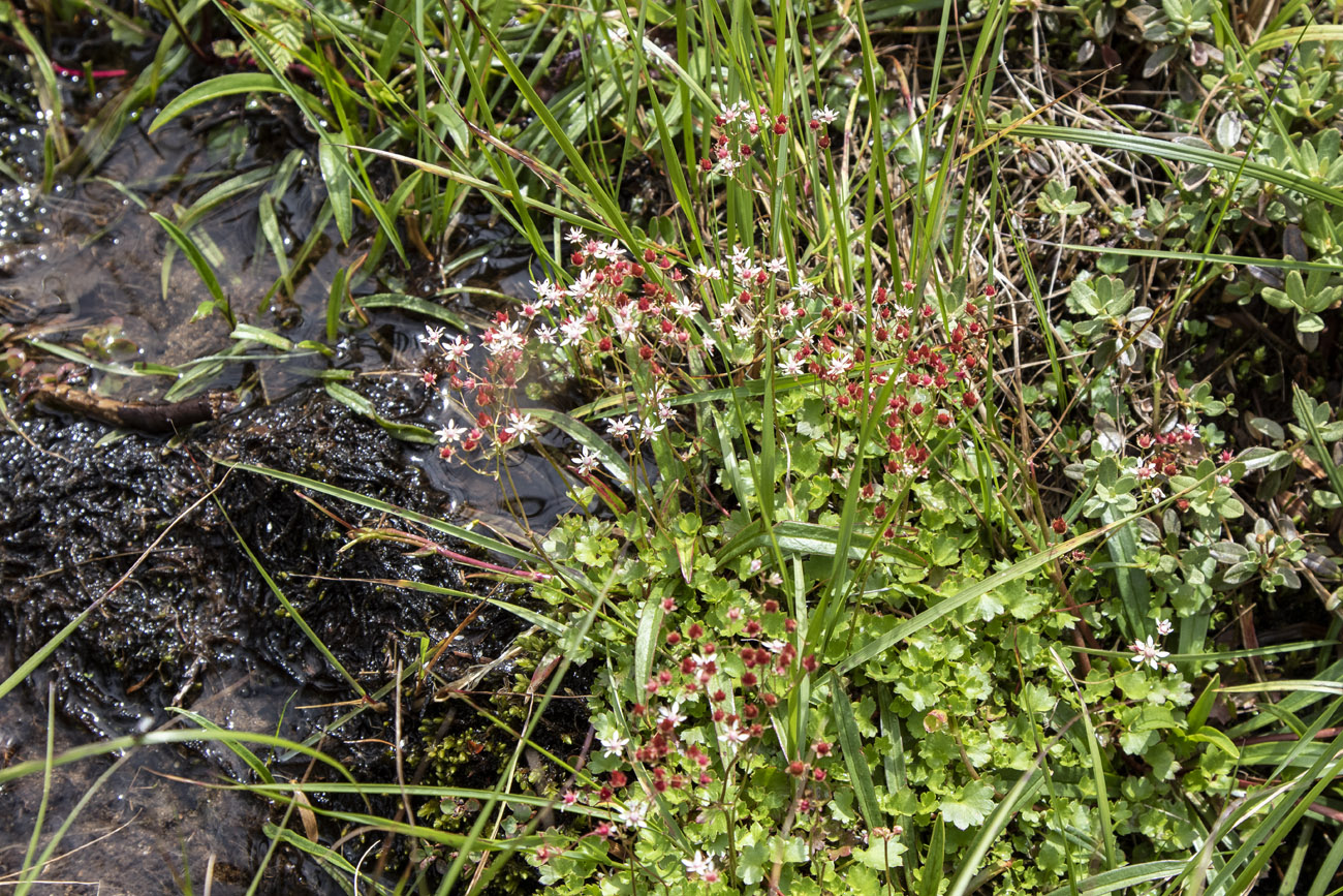 Изображение особи Micranthes nudicaulis.