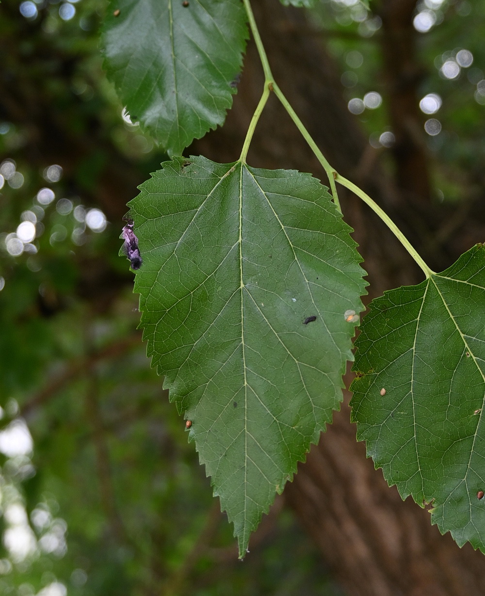Image of genus Morus specimen.