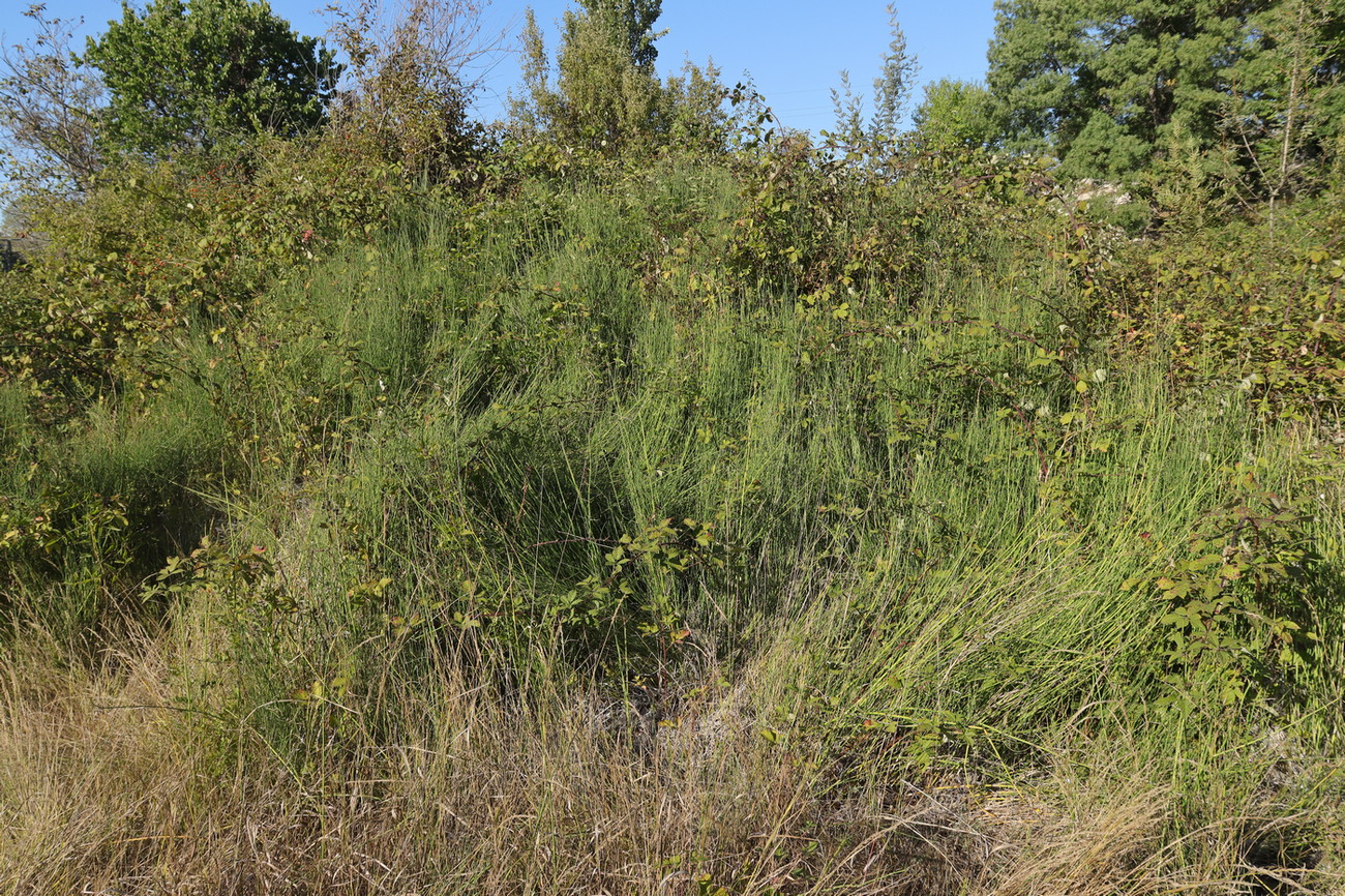 Image of Equisetum ramosissimum specimen.