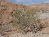 Arthrophytum balchaschense. Плодоносящее растение. Казахстан, Жетысуская обл., Панфиловский р-н, отроги Джунгарского Алатау, горы Долонтау, пестроцветы. 19 сентября 2025 г.