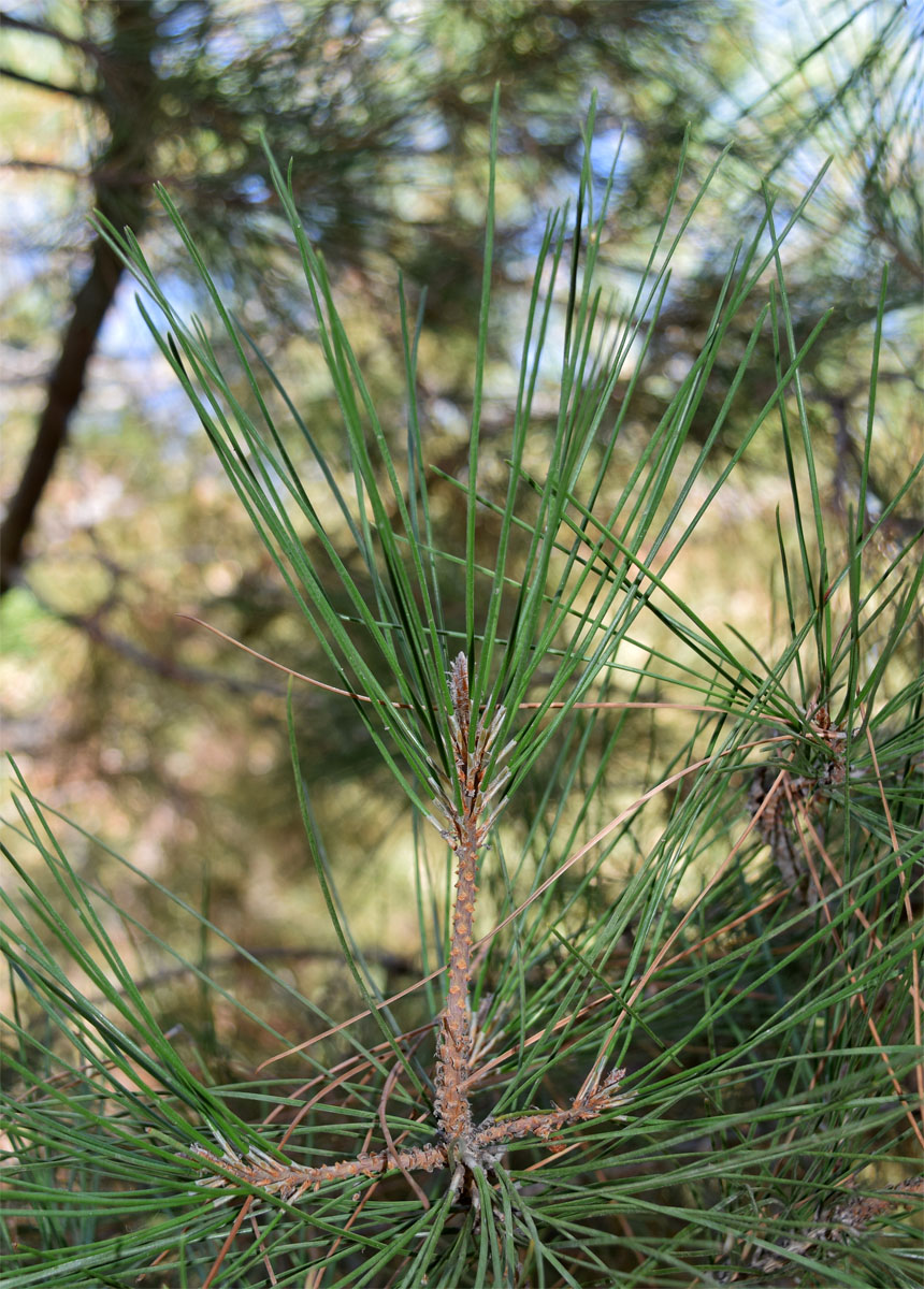 Изображение особи Pinus eldarica.
