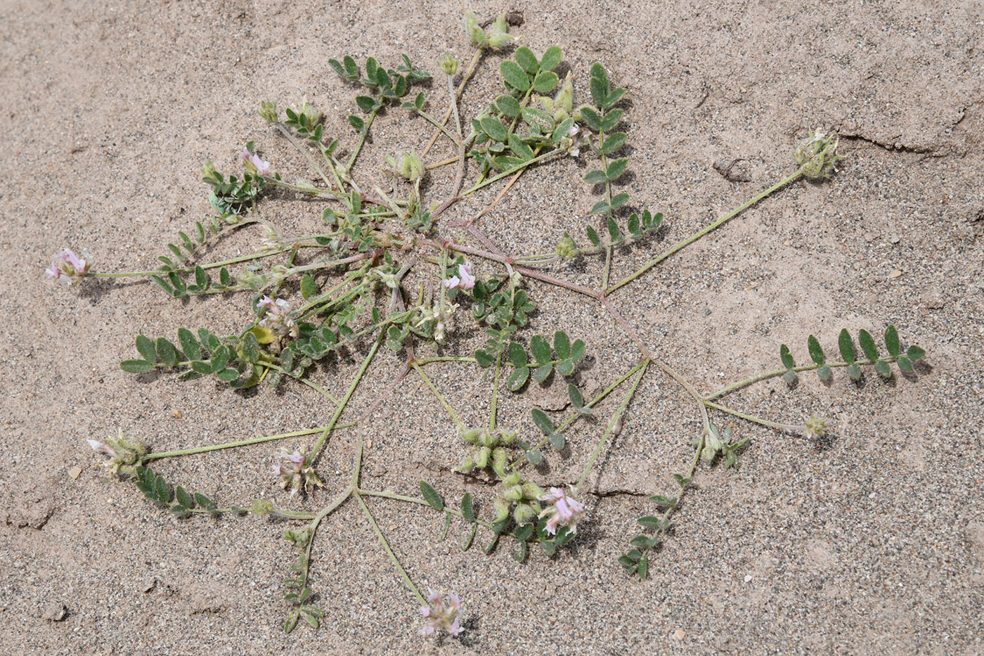 Изображение особи Astragalus filicaulis.