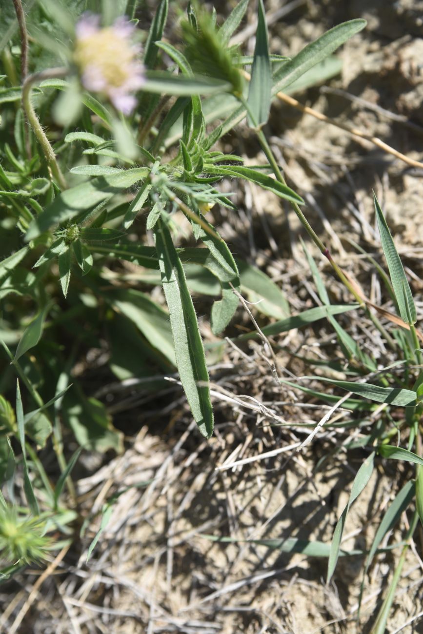 Изображение особи семейство Dipsacaceae.