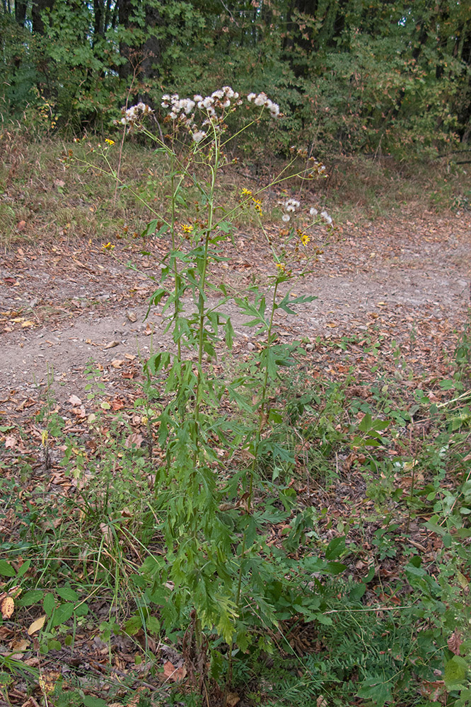 Изображение особи Senecio grandidentatus.