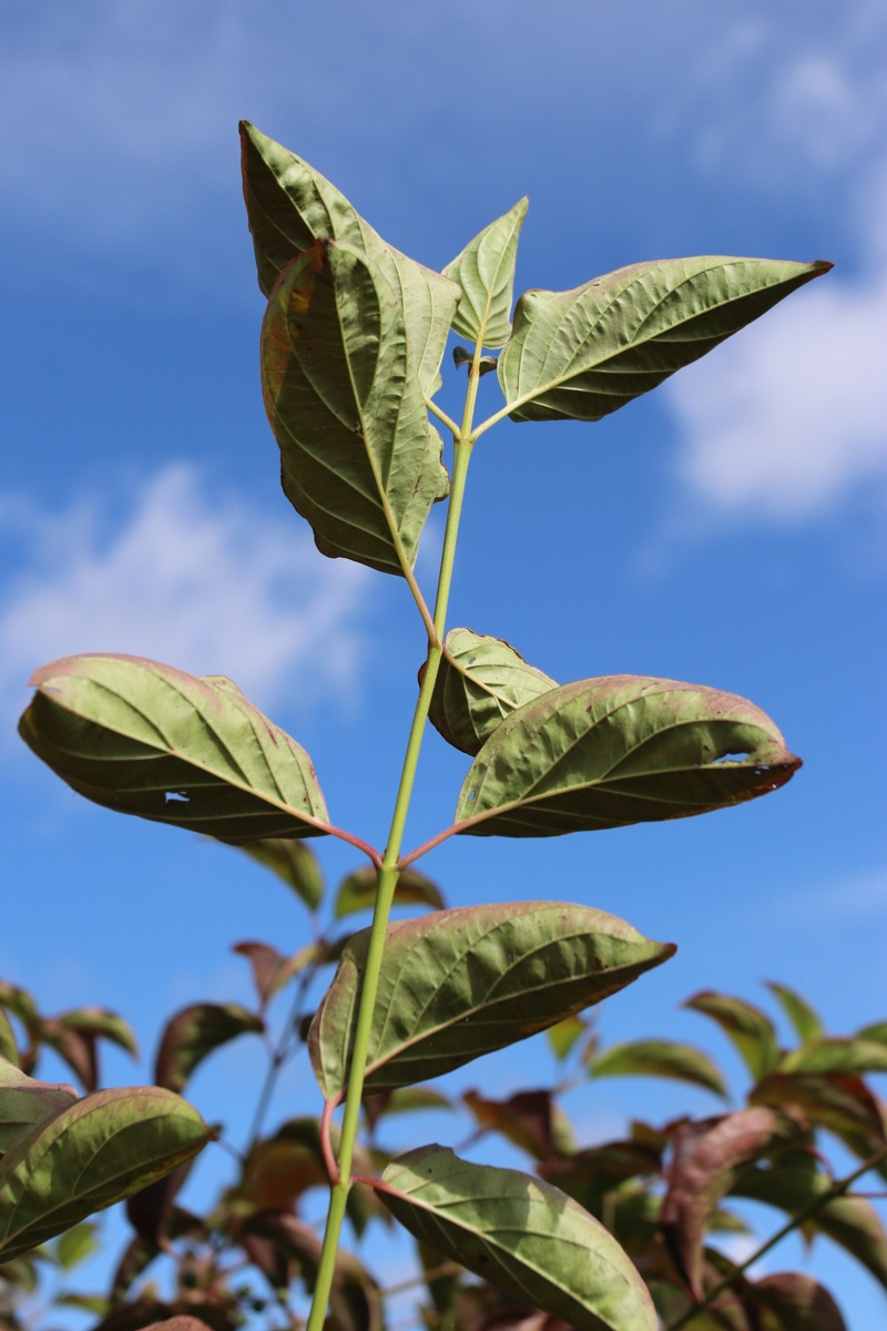 Изображение особи Swida sanguinea.