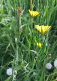 Tragopogon pratensis