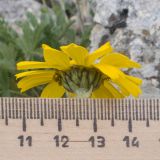 Anthemis sosnovskyana
