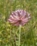 Astrantia trifida. Верхушка побега с соцветием. Кабардино-Балкария, Черекский р-н, гора Хазнибаши, ≈ 2800 м н.у.м., альпийский луг. 30.07.2025.