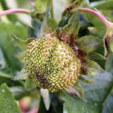 Fragaria × ananassa