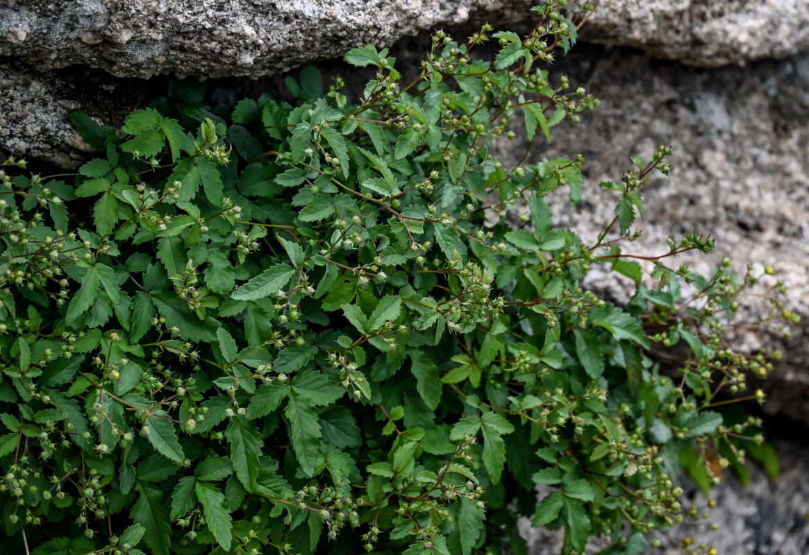 Изображение особи род Potentilla.