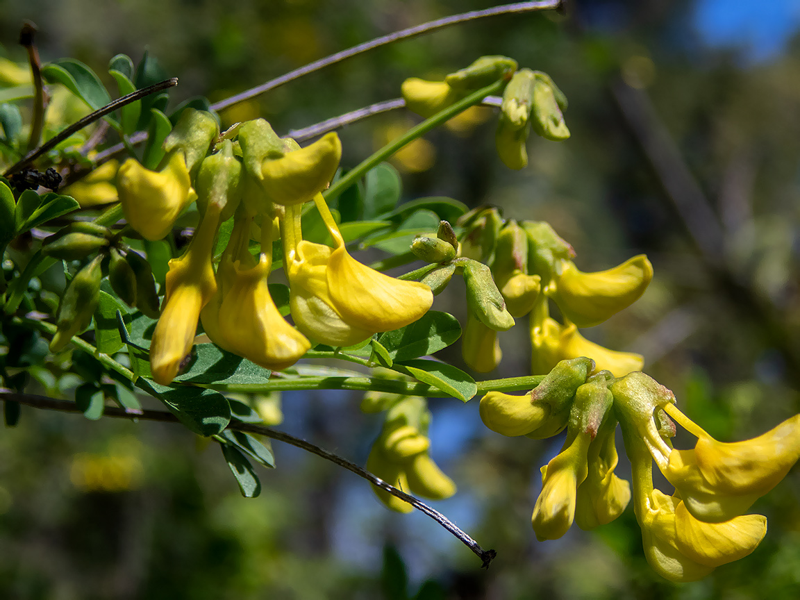 Изображение особи Hippocrepis emeroides.