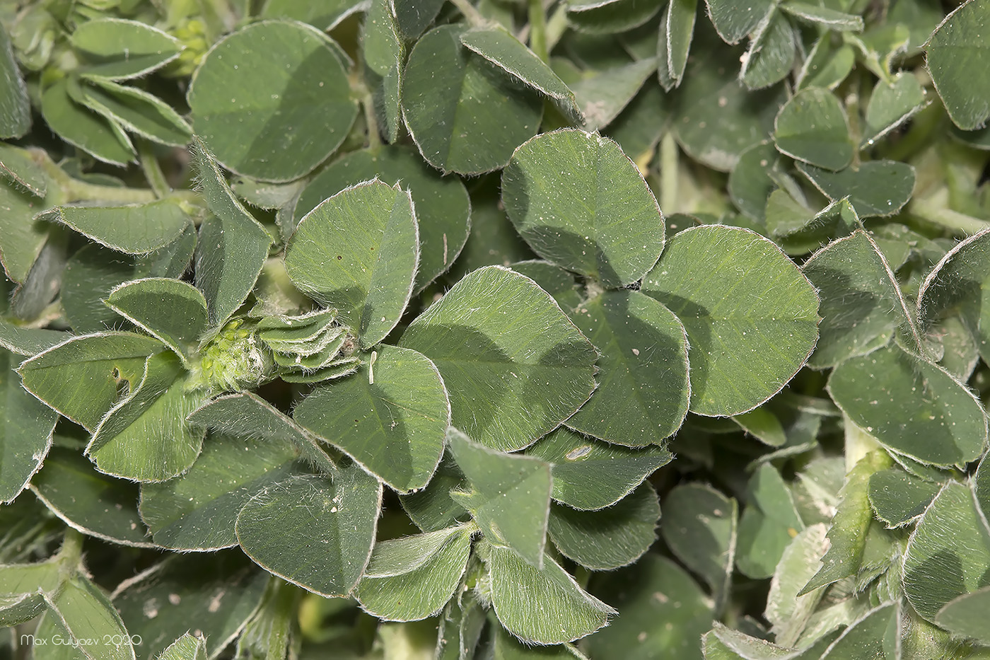 Изображение особи Medicago lupulina.