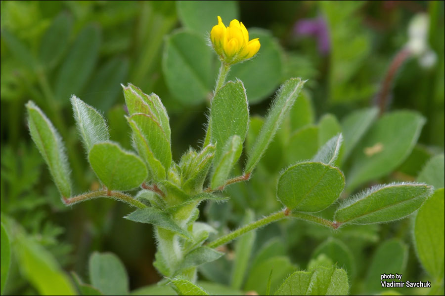 Изображение особи род Medicago.