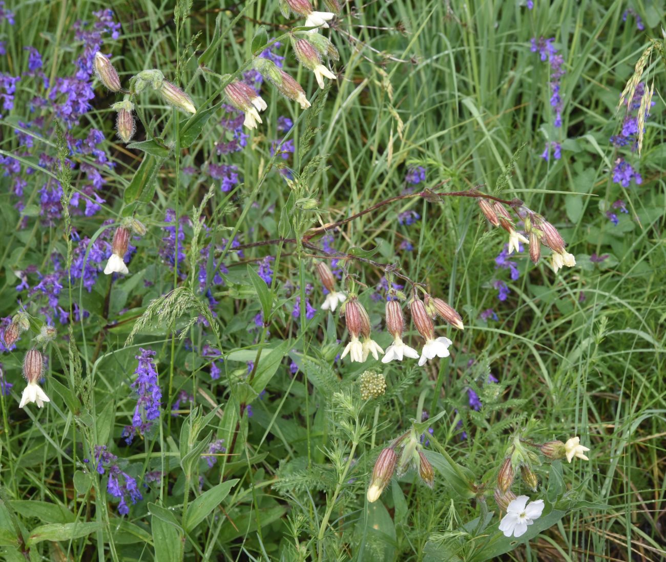 Изображение особи Melandrium latifolium.
