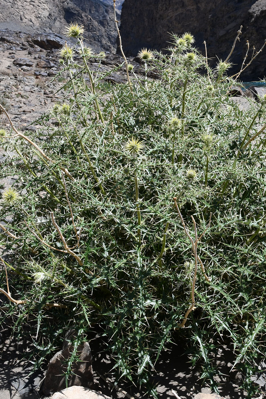 Image of Echinops wakhanicus specimen.