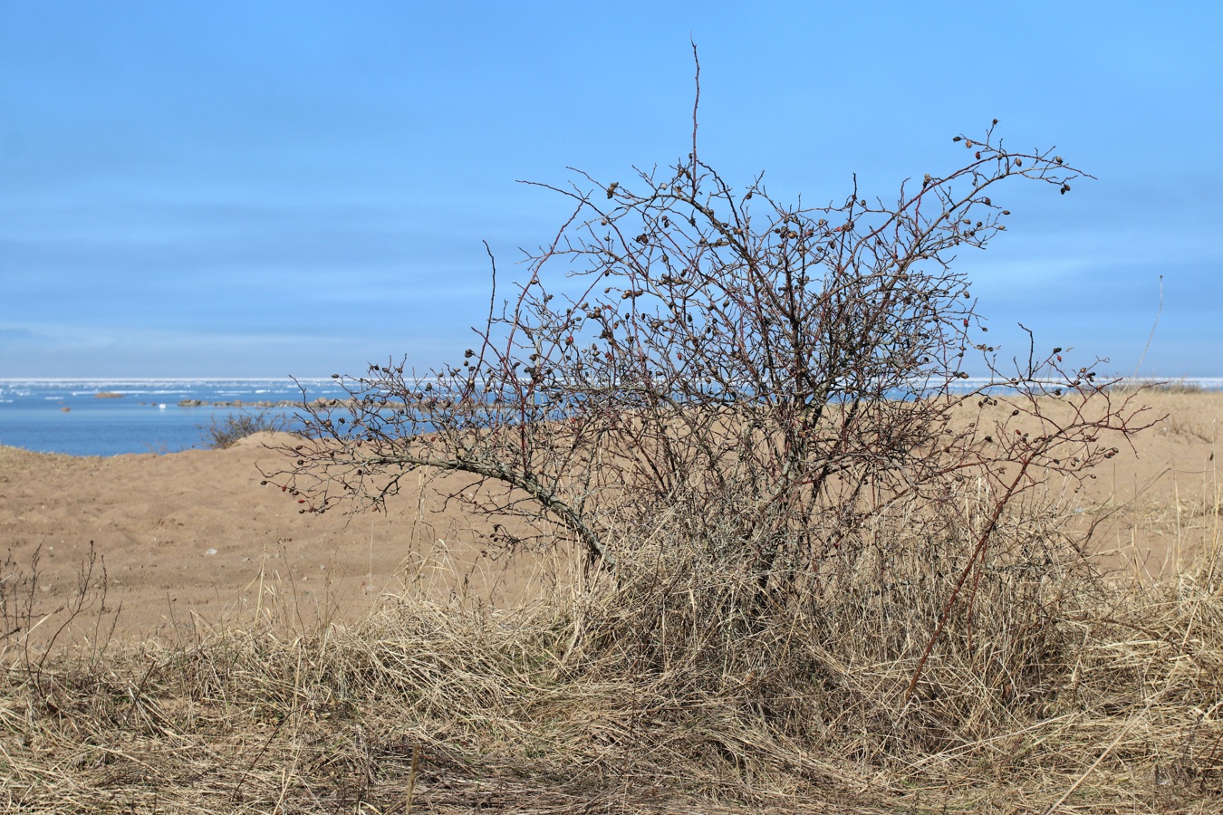 Изображение особи Rosa subcanina.