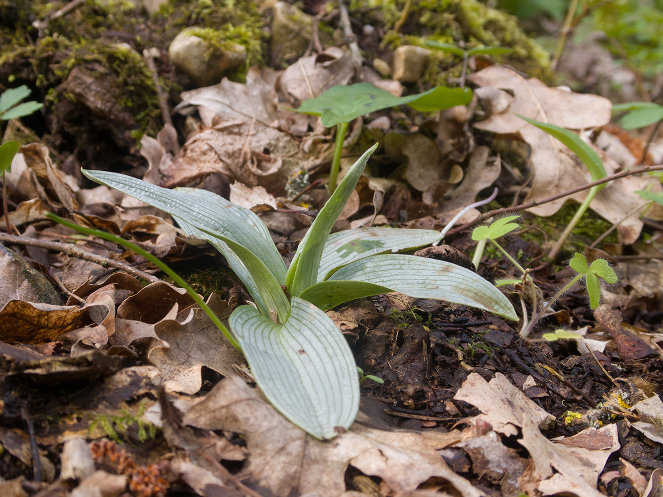 Image of genus Ophrys specimen.
