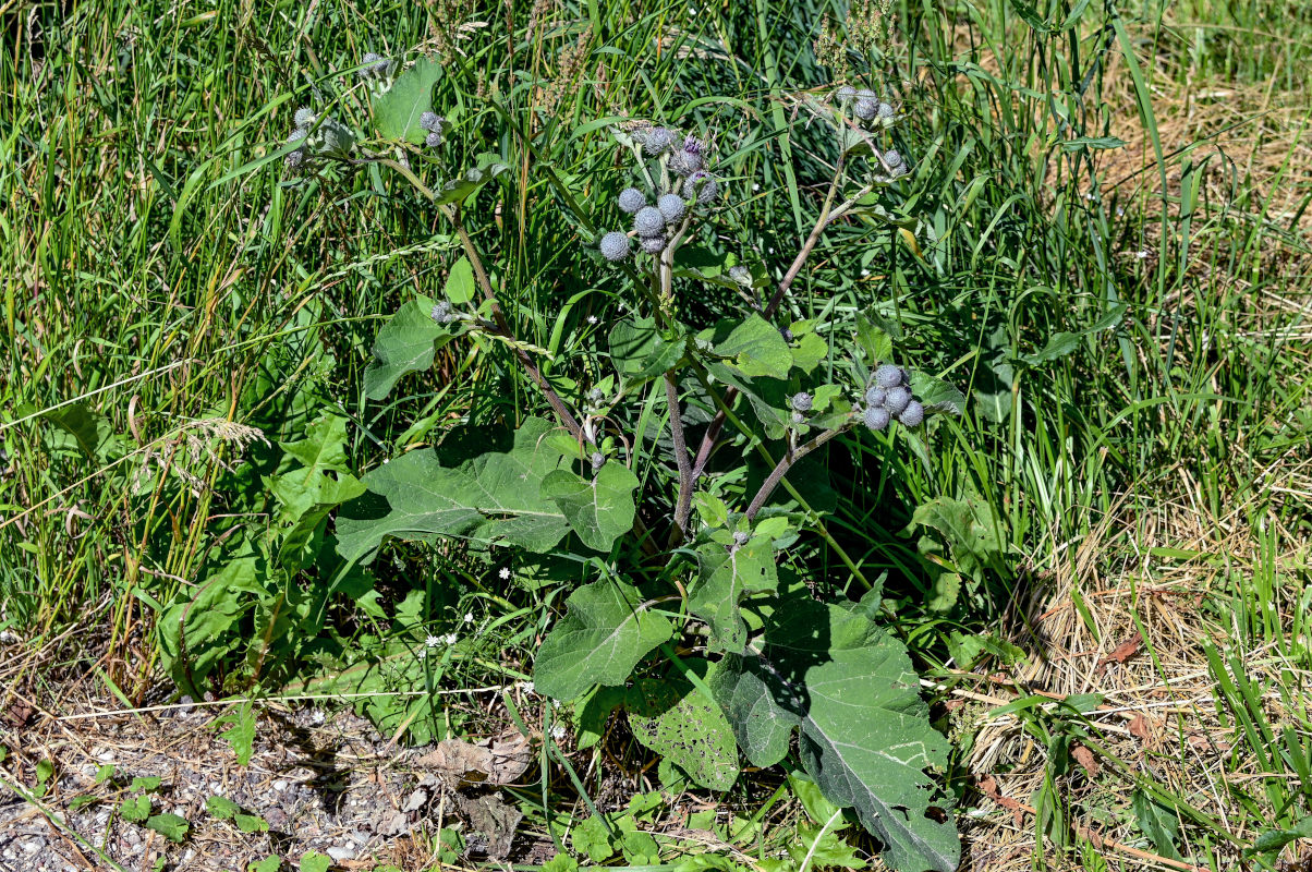 Изображение особи Arctium tomentosum.