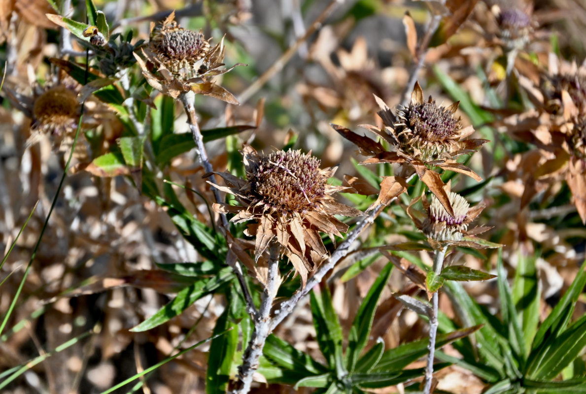 Image of genus Carlina specimen.