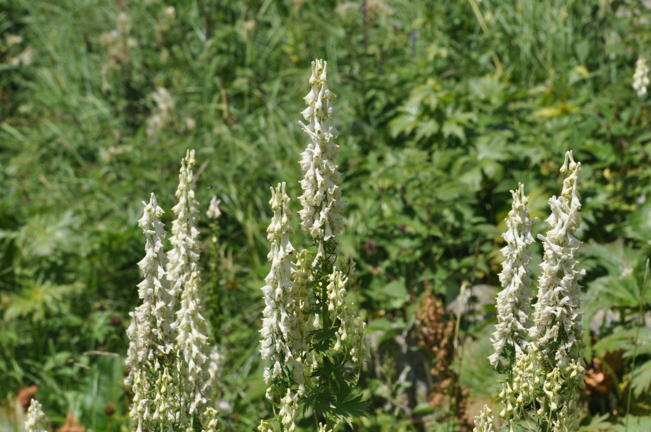 Image of Aconitum orientale specimen.