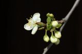 Prunus domestica