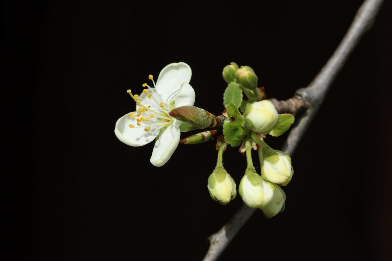Изображение особи Prunus domestica.