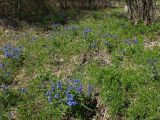 Pulmonaria mollis