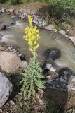 genus Verbascum. Цветущее растение. Азербайджан, Нахчыван, Шахбузский р-н, окр. с. Кечили, у родника \"Чынгыллы\", берег речки. 26.06.2026.