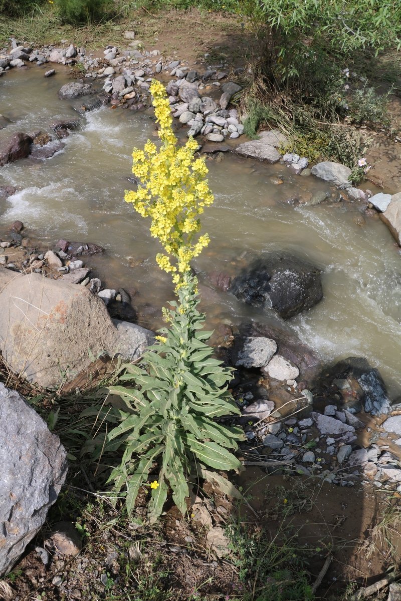 Image of genus Verbascum specimen.