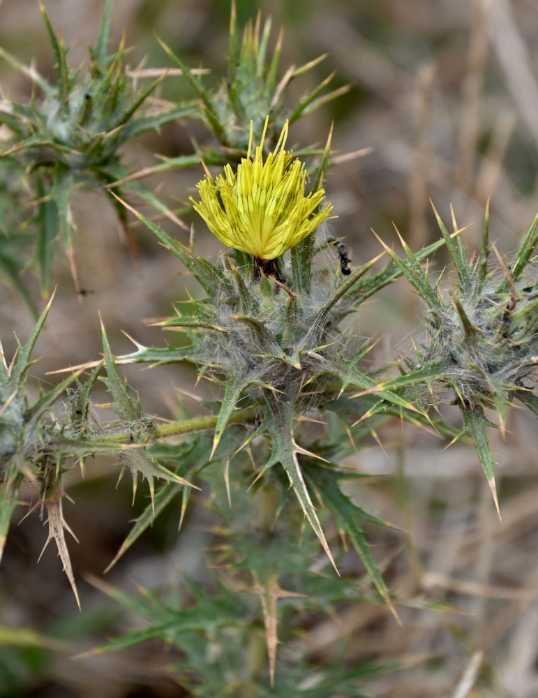Изображение особи Carthamus lanatus.