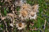 Cirsium vulgare