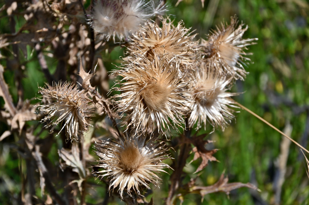 Image of Cirsium vulgare specimen.