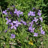 Hesperis matronalis. Верхушки цветущих побегов. Хабаровский край, г. Комсомольск-на-Амуре, Силинский лесопарк, обочина грунтовой дороги. 13.06.2026.