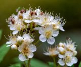 Sorbaria rhoifolia