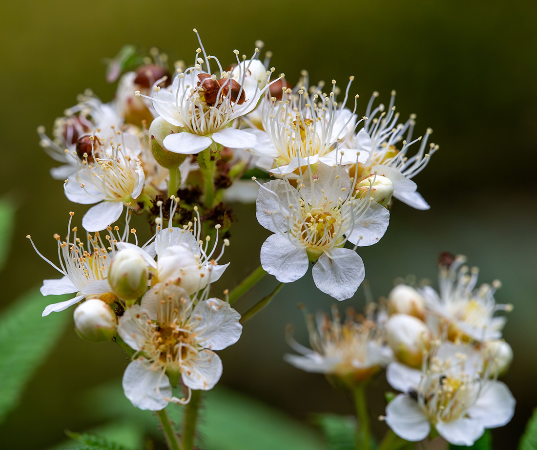 Изображение особи Sorbaria rhoifolia.