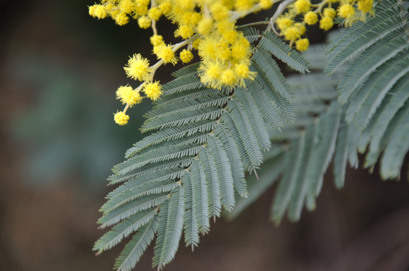 Изображение особи Acacia dealbata.