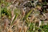 Hordeum leporinum. Соплодия. Португалия, г. Лиссабон, берег р. Тежу, у дороги. 16.06.2026.