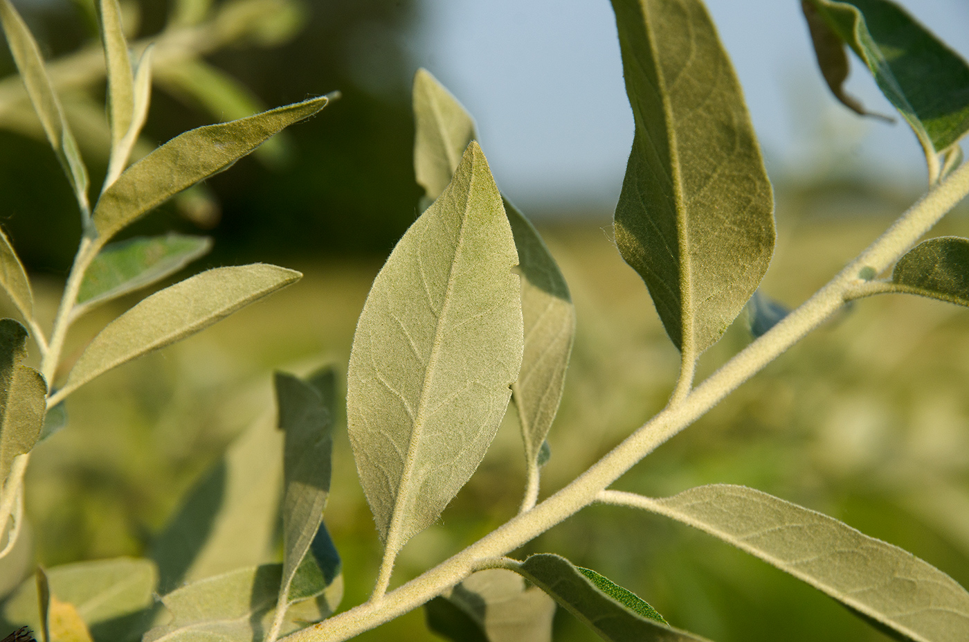 Изображение особи Elaeagnus angustifolia.