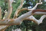 Arbutus andrachne. Фрагменты ветвей. Крым, Южный Берег, окр. г. Ялта, пос. Ливадия, парк. 17 августа 2019 г.