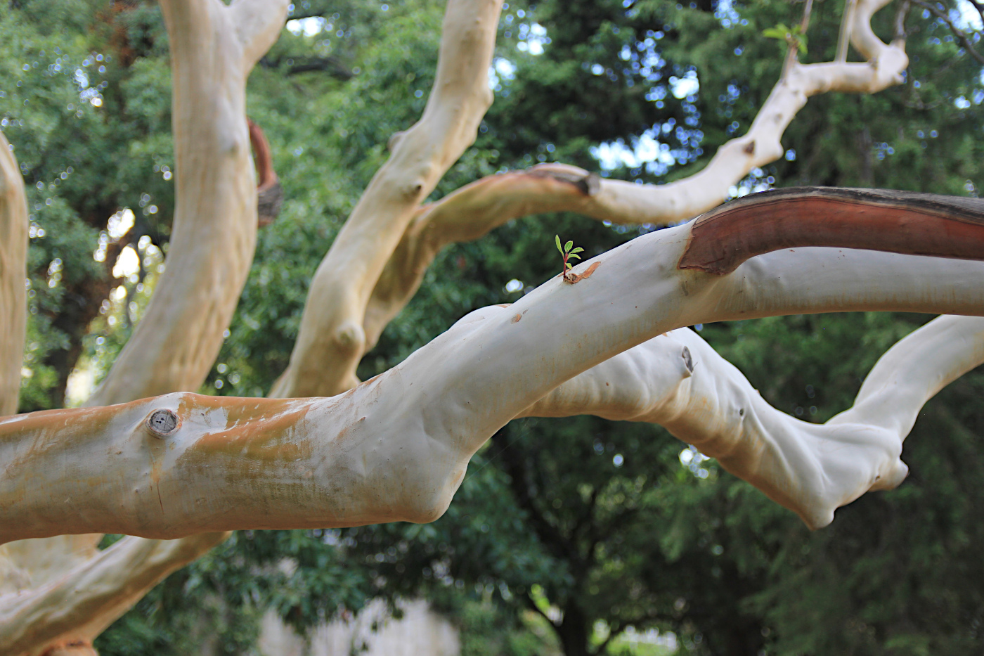 Image of Arbutus andrachne specimen.