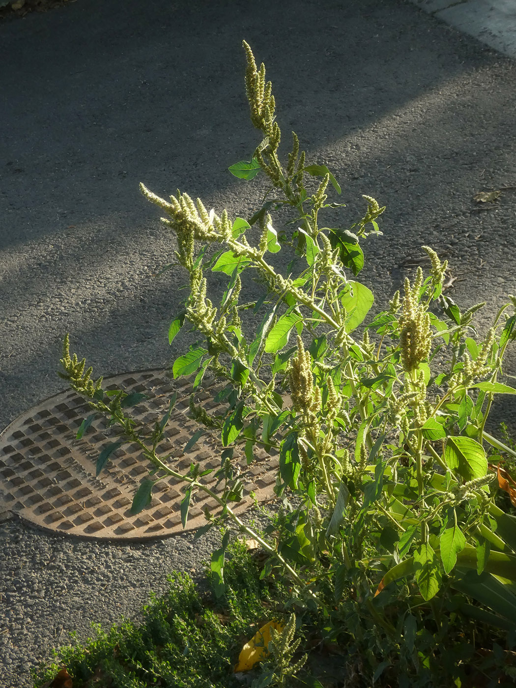 Изображение особи Amaranthus retroflexus.